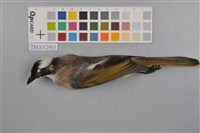 藏品(白頭翁)的圖片